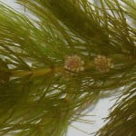 (*) Ceratophyllum demersum (*) Ceratophyllum demersum