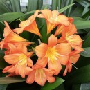 Clivia miniata-Clivia