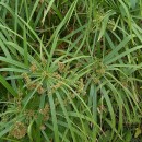 Cyperus alternifolius-involucratus-Falso Papiro-Paragüitas
