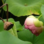 (*) Nelumbo nucifera