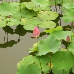 (*) Loto de la India-Rosa del Nilo.