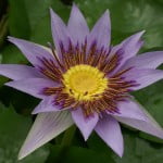 (*) Nymphaea colorata