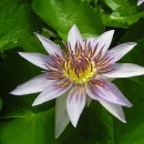 Nymphaea caerulea-Loto egipcio-Loto azul-Nenúfar azul