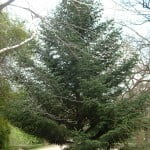 Abies pinsapo-Pinsapo. Abies pinsapo-Pinsapo.