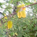 Averrhoa carambola-Carambolo