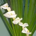 Bouquet con Zantedeschia aethiopica