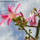 DNI de las Plantas