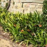 Clivias florecidas a comienzos de primavera en el Jardin del Teatre Grec en Barcelona