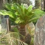 Cyca revoluta. Cyca revoluta.
