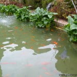Zantedeschia aethiopica al borde del estanque con peces Zantedeschia aethiopica al borde del estanque con peces