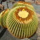 Echinocactus grusonii-Asiento de la suegra-Barril de oro.