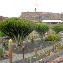 Euphorbia candelabrum-Candelabro