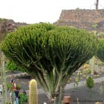Euphorbia candelabrum-Candelabro