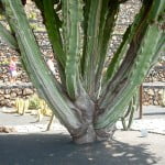 Euphorbia candelabrum-Candelabro