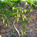 Hylocereus undatus-Pithaya-Cereus nocturno-Cactus trepador