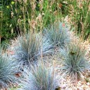 Festuca glauca-Festuca ovina “Glauca”