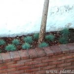 Festucas glaucas con chips.