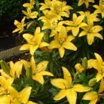 Lilium "sunray" Lilium "sunray"