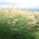 Miscanthus sinensis-Eulalia