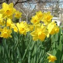 Narcissus-Narcisos