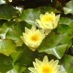 Nelumbo-Flor de loto Nelumbo-Flor de loto