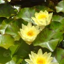 Nelumbo lutea-Loto americano-Flor de loto