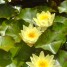 Nelumbo lutea-Loto americano-Flor de loto