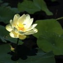 Nelumbo lutea-Loto americano-Flor de loto