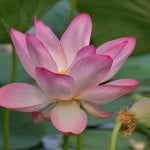 (*) Nelumbo nucifera-Rosa del Nilo.
