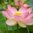 Nelumbo nucifera-Loto de la India-Rosa del Nilo
