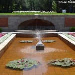 Nenúfares perennes florecidos a comienzos de la primavera en el estanque de El Parque del Buen Retiro