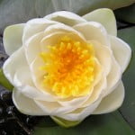 (*) Nymphaea alba-Lirio europeo.