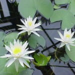 (*) Nymphaea odorata