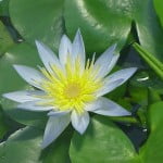 (*) Nymphaea thermarum