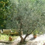 Olea europaea-Olivo. Punica granatum-Granado.