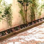 Ophiopogon japonicus "Minor" en cantero con piedra bola y Phyllostachys nigra