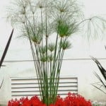 Cyperus papyrus con Festucas