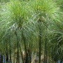 Cyperus papyrus-Papiro