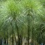 Cyperus papyrus-Papiro