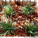 Ophiopogon japonicus “Minor”-Pasto inglés-Convalaria.