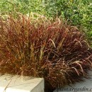 Pennisetum setaceum “Rubrum”-Penisetum