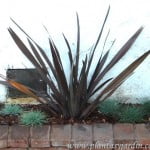 Phormium "Rubrum" con Festucas glaucas.