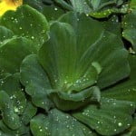 (*) Pistia stratiotes-Repollito de agua. (*) Pistia stratiotes-Repollito de agua.