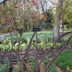 Punica granatum-Granado. Punica granatum-Granado.