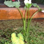 Zantedeschia aethiopica en flor,estanque en invernadero.