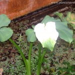 Zantedeschia aethiopica en flor, en estanque.
