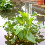 Zantedeschia aethiopica en estanque.