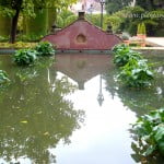 Zantedeschias en estanque.