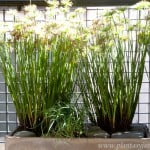Cyperus papyrus "Nanus" con Ophiopogon y piedra bola en maceta de fibrocemento.