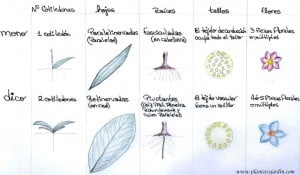 mono y dicotiledoneas